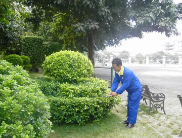 綠化養(yǎng)護(hù)如何提高管理水平？